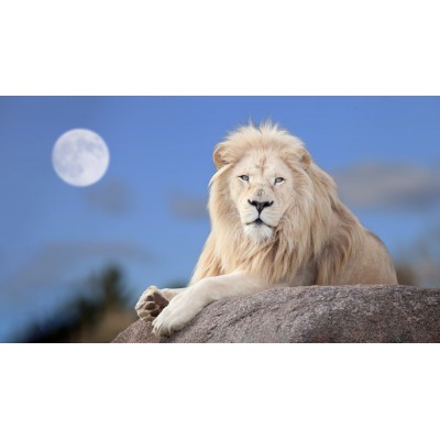 Ρόλερ Μερικής Συσκότισης AN9945 Λιοντάρι