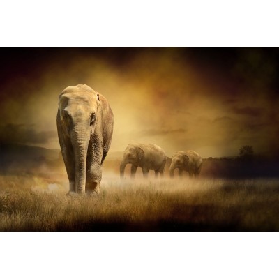 Ρόλερ Μερικής Συσκότισης AN9701 Ζώα-Ελέφαντας