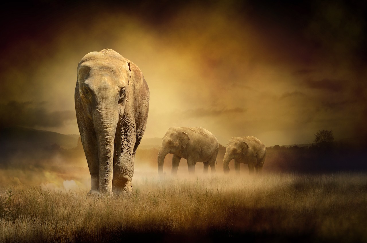 Ρόλερ Μερικής Συσκότισης AN9701 Ζώα-Ελέφαντας