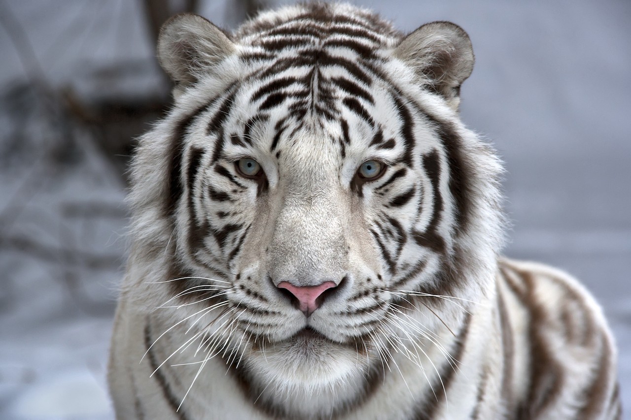 Ρόλερ Μερικής Συσκότισης AN9501 Ζώα-Τίγρης