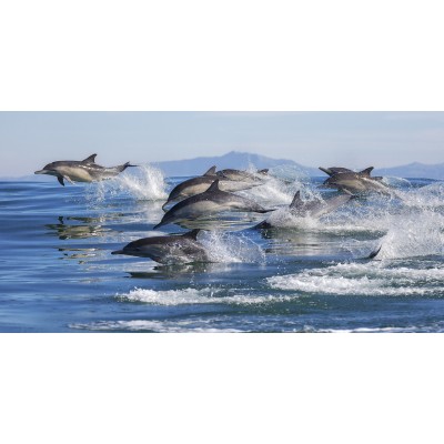 Ρόλερ Μερικής Συσκότισης AN3001 Ζώα-Δελφίνι