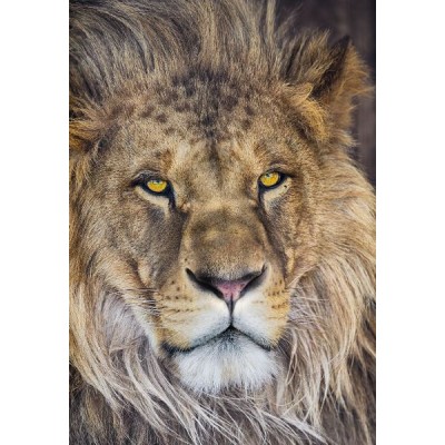 Φωτοταπετσαρία τοίχου National Geographic Komar 1-619 "Lion" 127x184cm