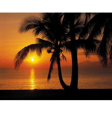 Φωτοταπετσαρία τοίχου Komar 8-255 Palmy Beach Sunrise  Φύση 368x254cm