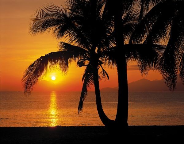 Φωτοταπετσαρία τοίχου Komar 8-255 Palmy Beach Sunrise  Φύση 368x254cm