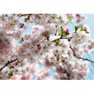 Φωτοταπετσαρία τοίχου National Geographic Komar 8-507 "Spring" 368x254cm