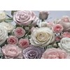 Φωτοταπετσαρία τοίχου Φλοράλ Komar 8-736 "Floraison" Τριαντάφυλλα  368x254cm