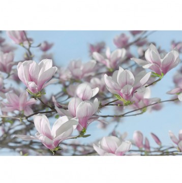 Φωτοταπετσαρία τοίχου Φλοράλ Komar 8-738 "Magnolia" 368x254cm