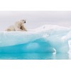 Φωτοταπετσαρία τοίχου National Geographic Komar 8-536 "Arctic Polar Bear" 368X254cm