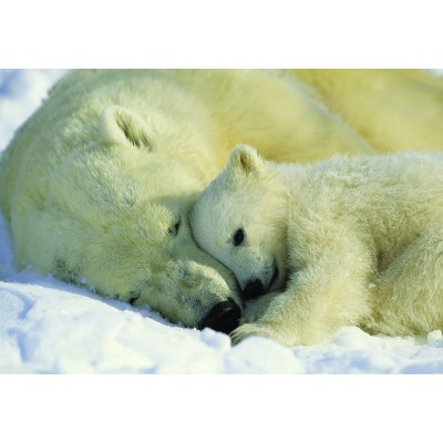 Φωτοταπετσαρία τοίχου National Geographic Komar 1-605 "Polar Bears" 184Χ127cm
