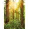 Φωτοταπετσαρία τοίχου Komar X4-044  "Redwood" Πάρκο στην Καλιφόρνια 200x260cm