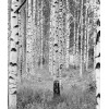 Φωτοταπετσαρία τοίχου Komar XXL4-023 Non woven Vlies "Woods" 368x248cm