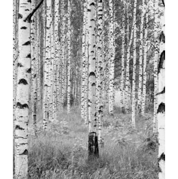 Φωτοταπετσαρία τοίχου Komar XXL4-023 Non woven Vlies "Woods" 368x248cm