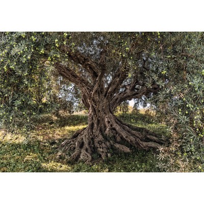 Φωτοταπετσαρία τοίχου Ελιά National Geographic Komar 8-531  "Olive Tree"  368x254cm