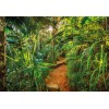 Φωτοταπετσαρία τοίχου Τρόπικαλ Komar 8-989  "Jungle Trail"  Μονοπάτι στην Ζούγκλα 368x254cm