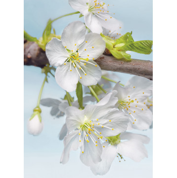 Φωτοταπετσαρία τοίχου Φλοράλ Komar XXL2-033 Non woven Vlies  "Blossom" 184x248cm