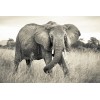 Φωτοταπετσαρία τοίχου Komar XXL4-529  Non woven Vlies "Elephant" 368x248cm