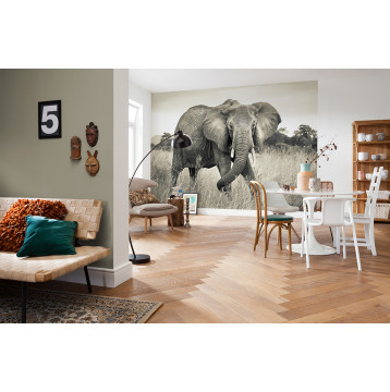 Φωτοταπετσαρία τοίχου Komar XXL4-529  Non woven Vlies "Elephant" 368x248cm