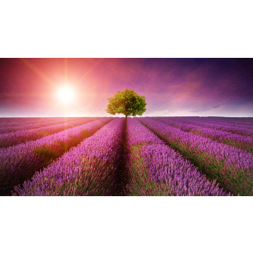 Ρόλερ - Ρολοκουρτίνα Σχέδιο Φύση - Λουλούδια - Floral 51 