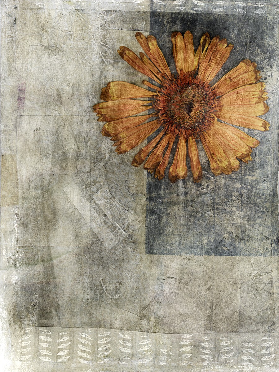 Ρόλερ - Ρολοκουρτίνα Σχέδιο Φύση - Λουλούδια - Floral61 Αποξηραμένη μαργαρίτα