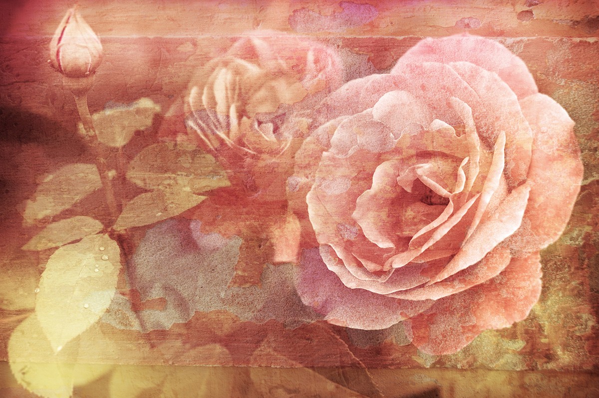 Ταπετσαρία Φύση - Λουλούδια - Floral 59 Ροζ τριαντάφυλλα