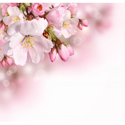 Ταπετσαρία Φύση - Λουλούδια - Floral 58 Ανθισμένη αμυγδαλιά