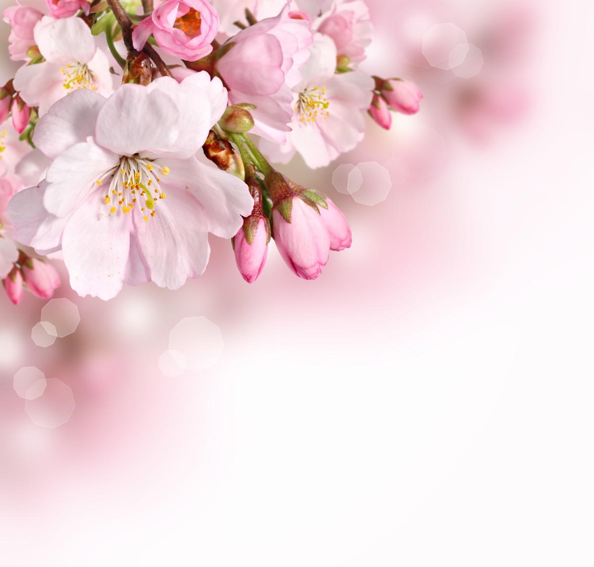 Ρόλερ - Ρολοκουρτίνα Σχέδιο Φύση - Λουλούδια - Floral 58 Ανθισμένη αμυγδαλιά