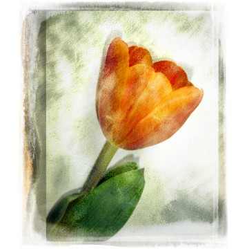 Ταπετσαρία Φύση - Λουλούδια - Floral 45 Τουλίπα