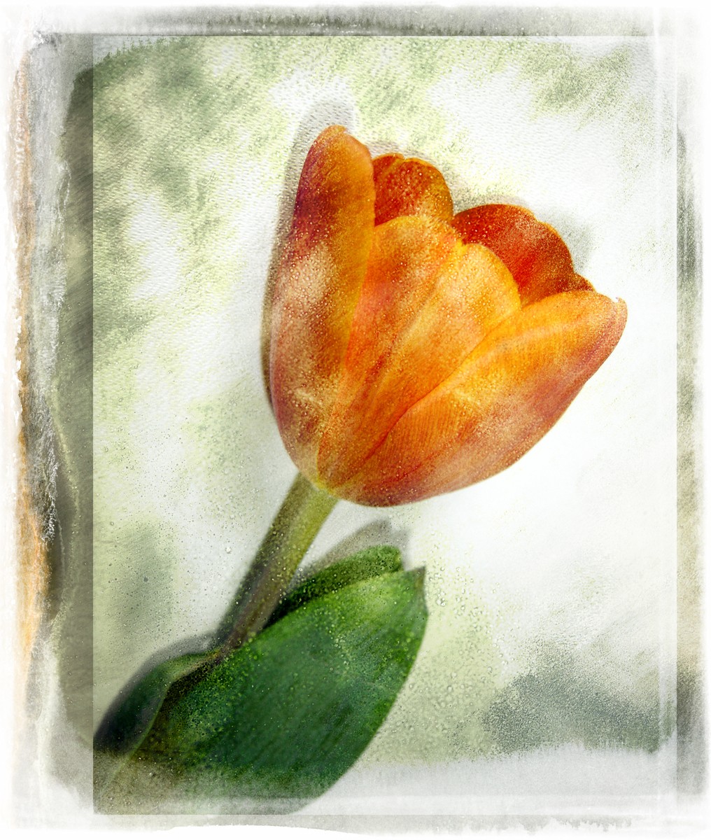 Ταπετσαρία Φύση - Λουλούδια - Floral 45 Τουλίπα