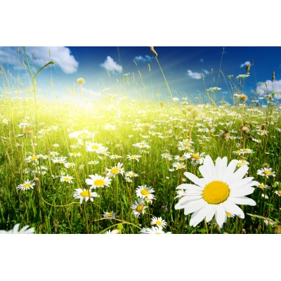 Ταπετσαρία Φύση - Λουλούδια - Floral 64 Λιβάδι με μαργαρίτες