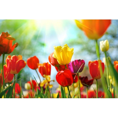Ταπετσαρία Φύση - Λουλούδια - Floral 65 Τουλίπες