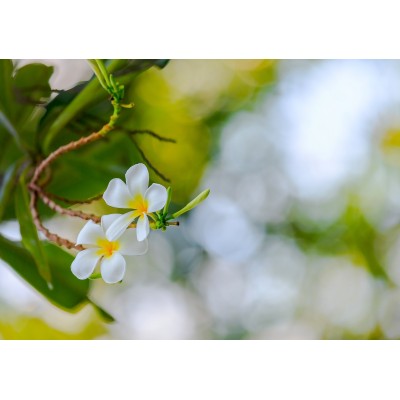 Ταπετσαρία Φύση - Λουλούδια - Floral 132