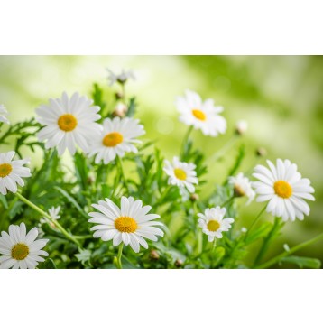 Ταπετσαρία Φύση - Λουλούδια - Floral 134