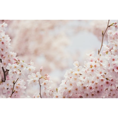 Ταπετσαρία Φύση - Λουλούδια - Floral 135