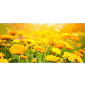 Ρόλερ - Ρολοκουρτίνα Σχέδιο Φύση - Λουλούδια - Floral 138