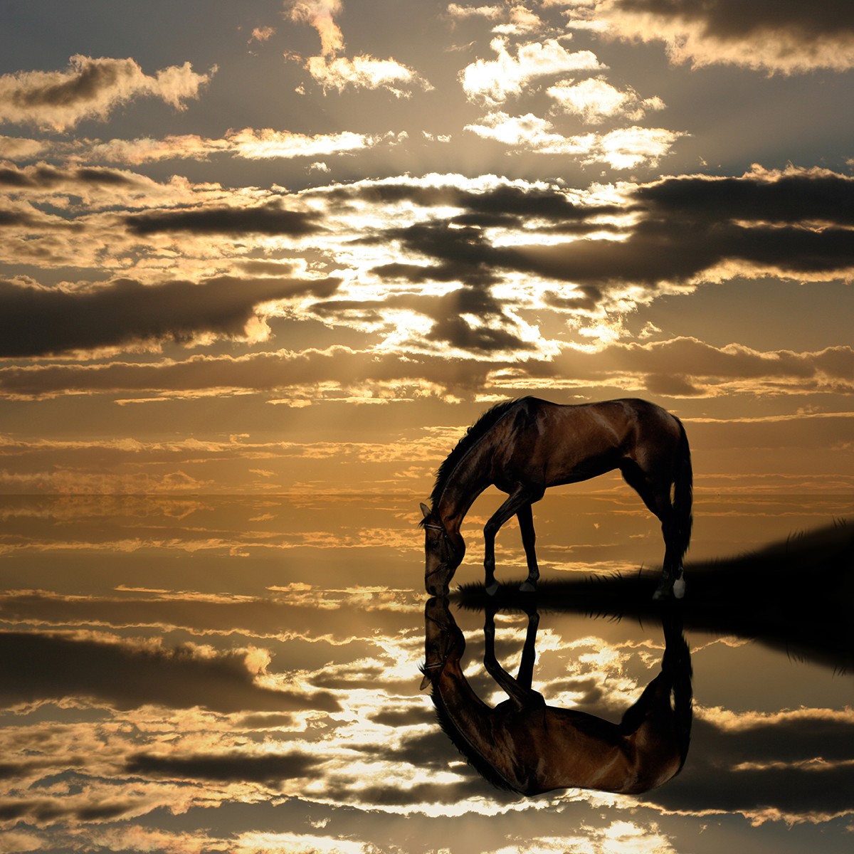 Ρόλερ - Ρολοκουρτίνα Σχέδιο Ζώα 25 Άλογο στο ηλιοβασίλεμα