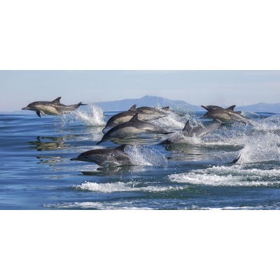 Ρόλερ - Ρολοκουρτίνα Σχέδιο Ζώα 76 Δελφίνια 