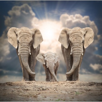 Ρόλερ - Ρολοκουρτίνα Σχέδιο Ζώα 32 Οικογένεια απο ελέφαντες