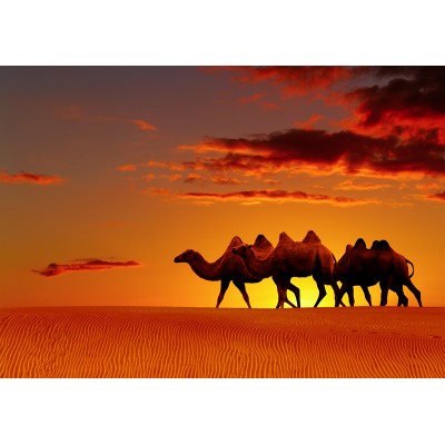 Ταπετσαρία Ζώα 29 Καμήλες στην έρημο
