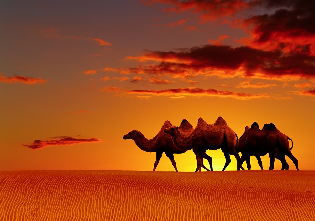 Ταπετσαρία Ζώα 29 Καμήλες στην έρημο