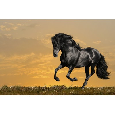 Ρόλερ - Ρολοκουρτίνα Σχέδιο Ζώα 30 Επιβλητικό μαύρο Άλογο