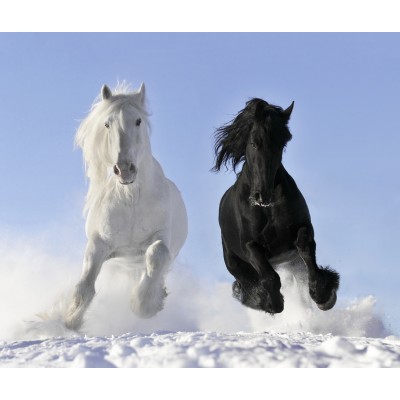 Ταπετσαρία Ζώα 2 Άλογα στο χιόνι