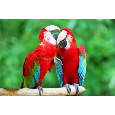Ρόλερ - Ρολοκουρτίνα Σχέδιο Ζώα 8 Παπαγάλοι