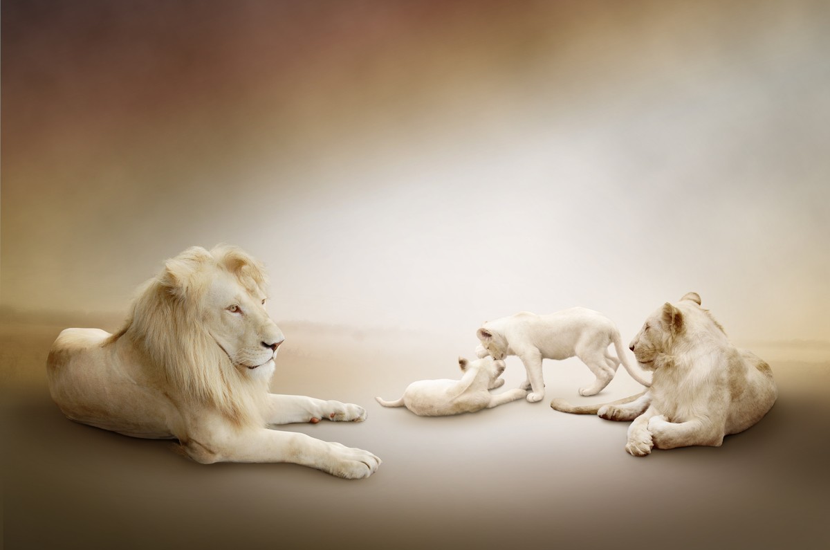 Ταπετσαρία Ζώα 64 Οικογένεια λιονταριών