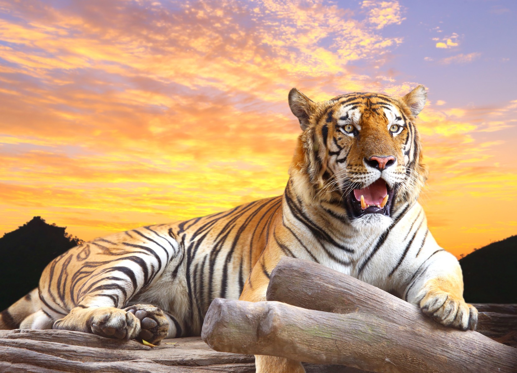 Ρόλερ Μερικής Συσκότισης AN0003 Ζώα-Τίγρη