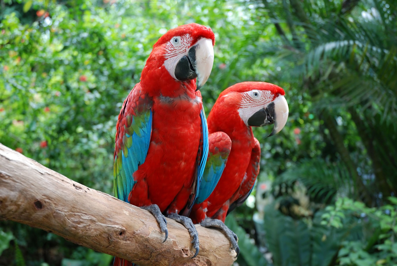 Ρόλερ Μερικής Συσκότισης AN0006 Ζώα-Παπαγάλοι