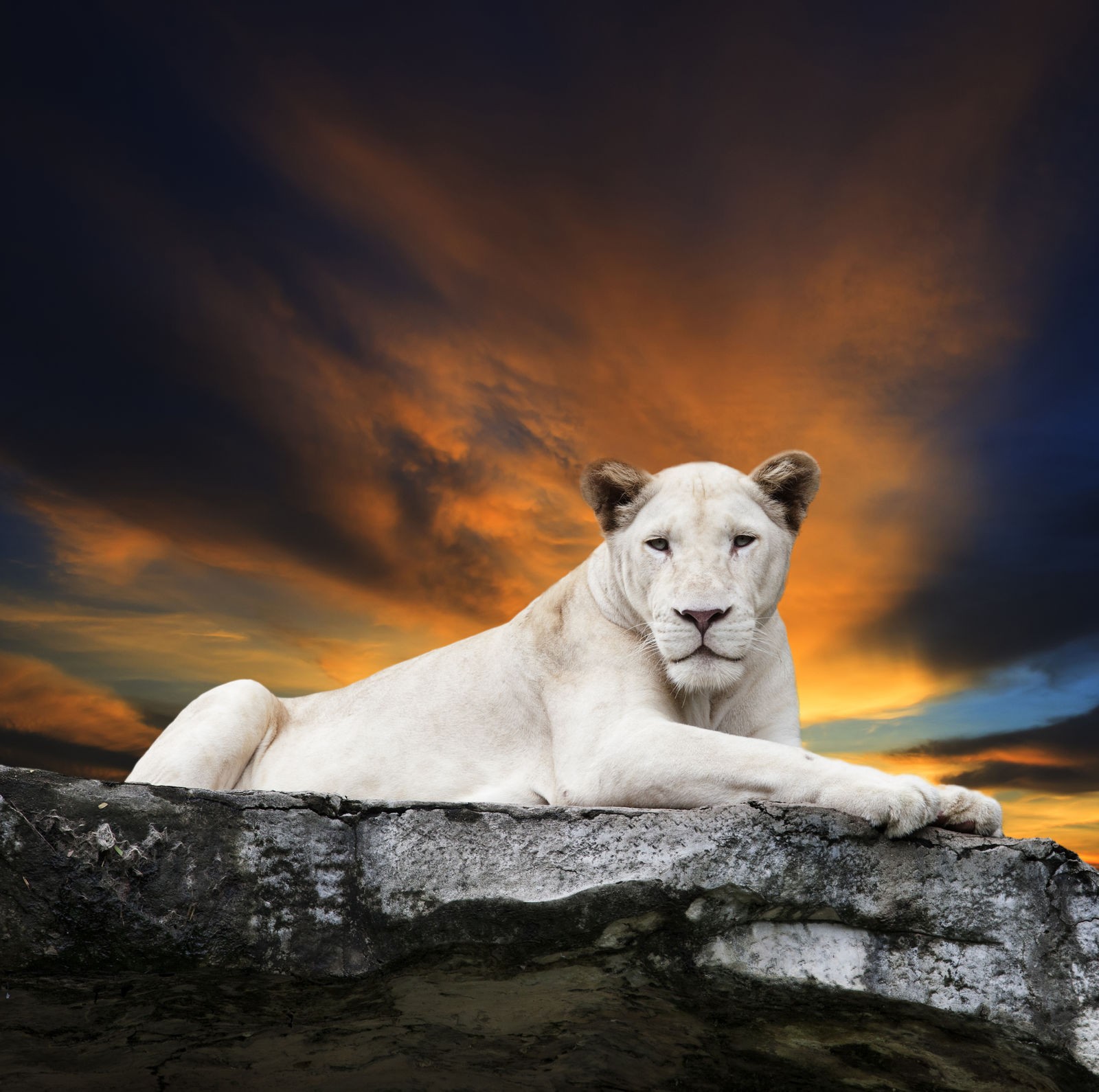 Ρόλερ Μερικής Συσκότισης AN0019 Ζώα-Λευκό λιοντάρι