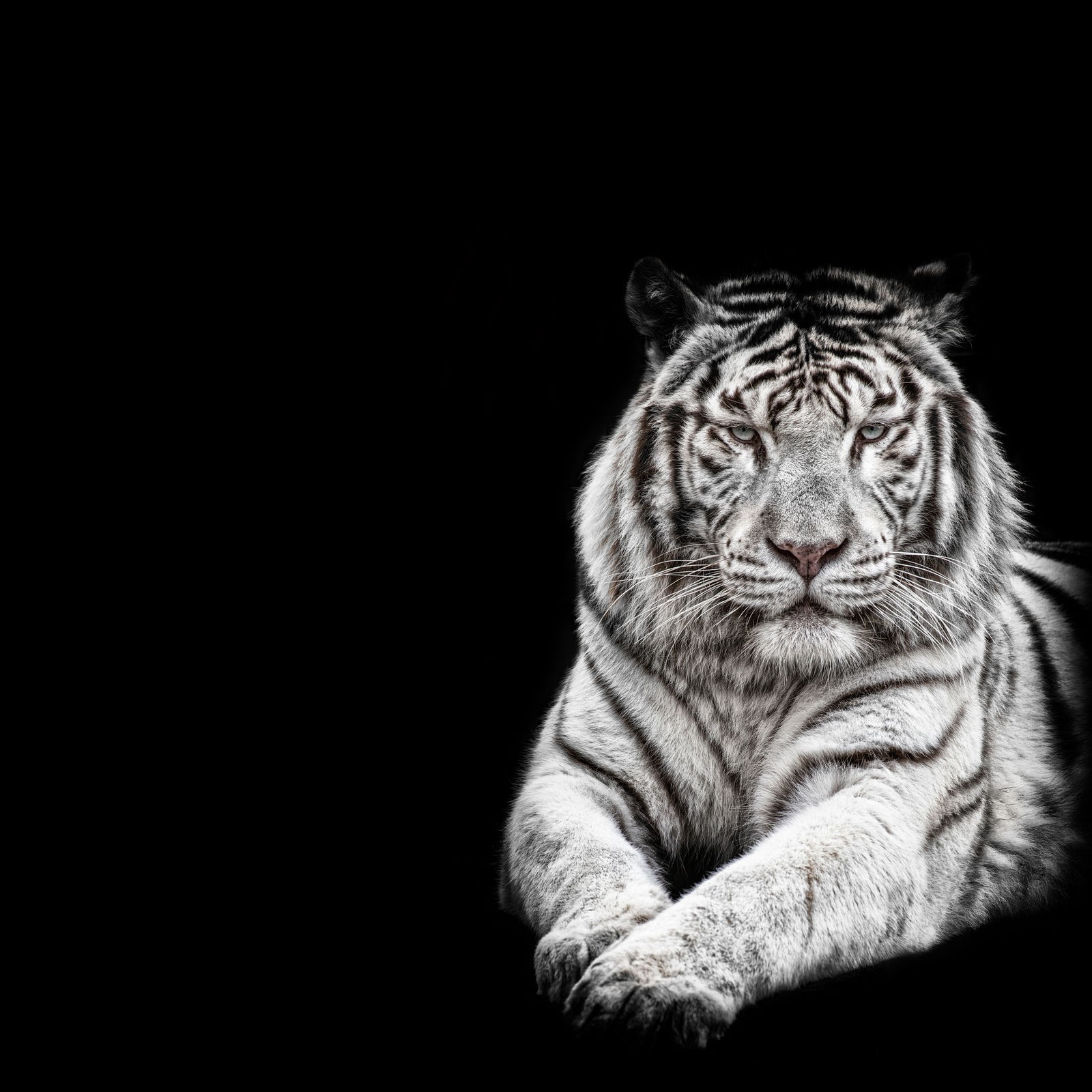 Ρόλερ Ολικής Συσκότισης/Blackout AN0023 Ζώα-Λευκή τίγρη