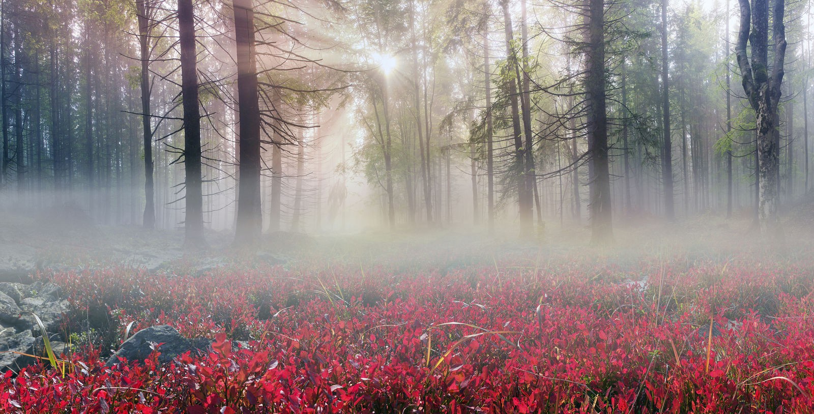 Ρόλερ Μερικής Συσκότισης NA0046 Φύση-Ομίχλη στο δάσος